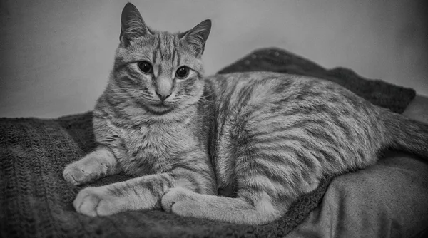 猫-Gatti-猫科动物-动物 — 图库照片