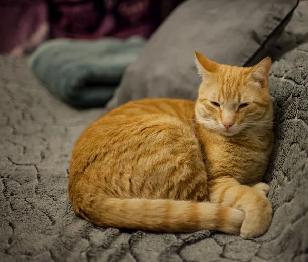 Katt-Gatti-Feline-djur — Stockfoto