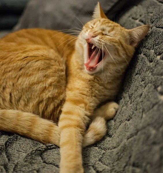 Kot Gatti kot zwierzę — Zdjęcie stockowe