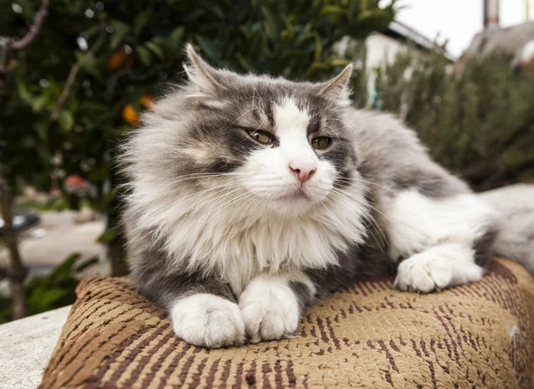 Gatti kočky kočky kočičí zvíře — Stock fotografie