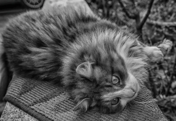 Gatti-cats-cat-feline-animal — Stock Photo, Image