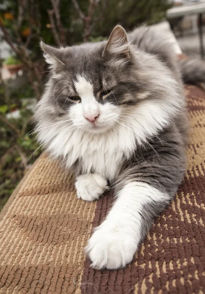 Gatti-katt-katt-katt-djur — Stockfoto