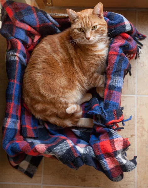 Gatti-cat-cat-animal — Fotografie, imagine de stoc