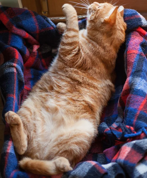 Gatti-cat-cat-animal — Fotografie, imagine de stoc