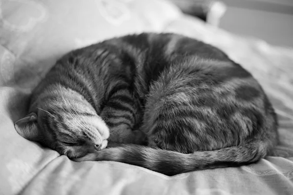 Gatti-cat-cat-animal — Fotografie, imagine de stoc