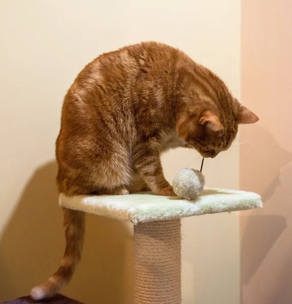 Gatti-katt-katt-djur — Stockfoto