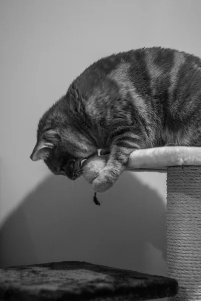 Gatti-cats-cat-animal — Fotografie, imagine de stoc