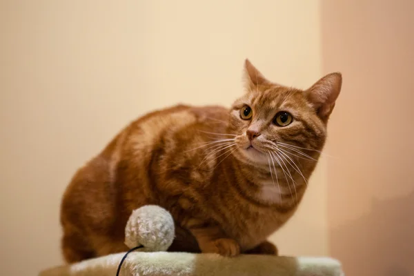 Gatti-katter-katt-djur — Stockfoto