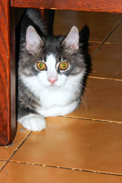 Gatti-cats-kedi-hayvan — Stok fotoğraf