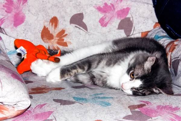 Gatti kotów kot zwierzę — Zdjęcie stockowe