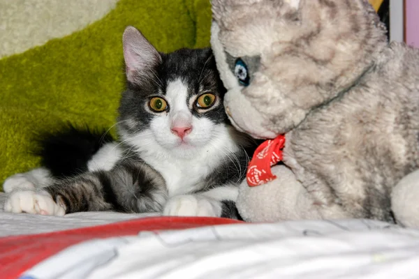 Gatti-katter-katt-djur — Stockfoto