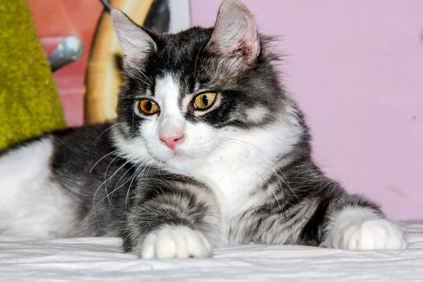 Gatti-gatos-gato-animal — Fotografia de Stock