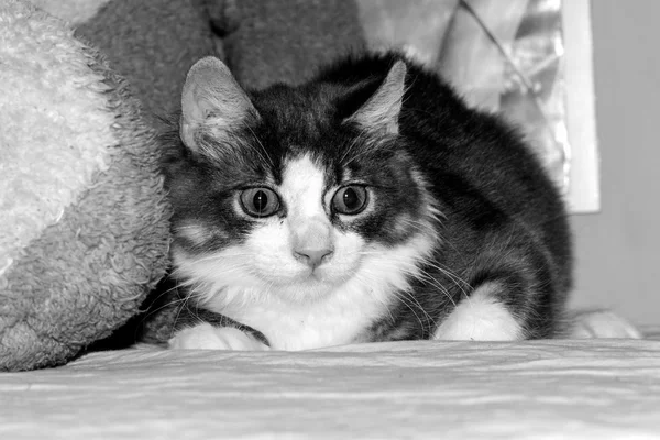 Gatti koty kot zwierzę koci — Zdjęcie stockowe