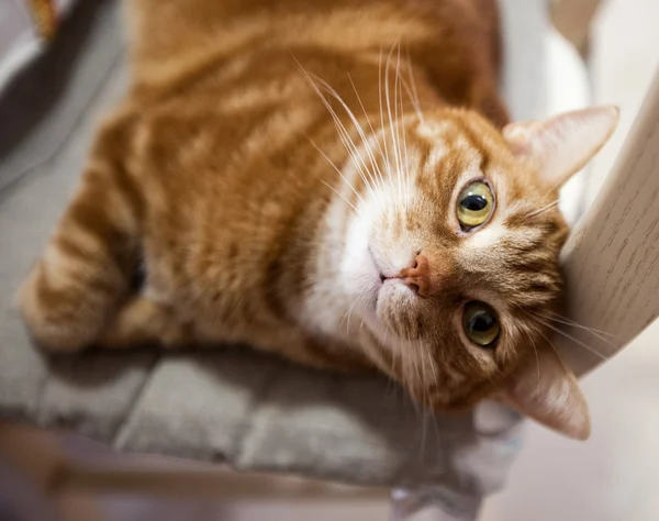 Gatti-katt-katt-djur-feline — Stockfoto