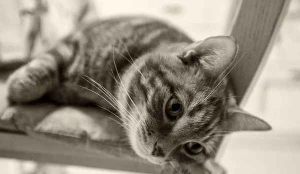 Гатті кішки тварина кішка котячих — стокове фото