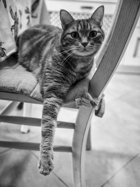 Gatti-katten-kat-dier-katachtige — Stockfoto