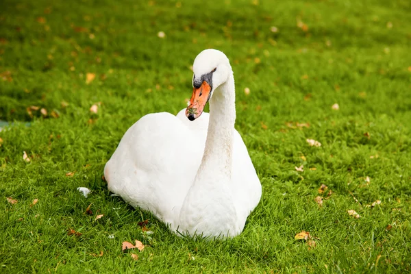 Cisnes, y todo lo que hay alrededor del lago Bled — Foto de Stock