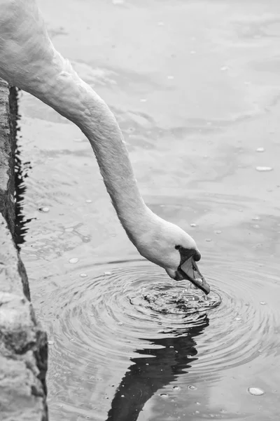 Swans, and all that is around Lake Bled — Stock Photo, Image