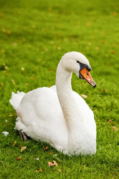 Swans, and all that is around Lake Bled — Stock Photo, Image