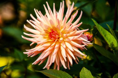 Göl çevresinde Bled Slovenya