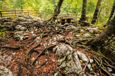 Vintgar, orman, şelale ve Slovenya Nehri