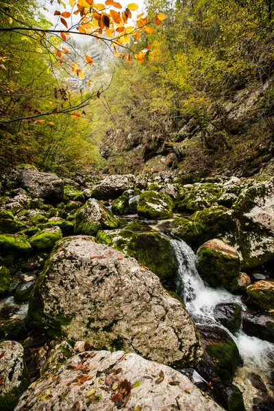 Vintgar, bosque, cascada y río de Eslovenia — Foto de Stock