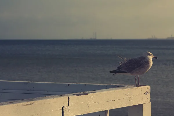 Large seagull on railing over sea port background. Close up. — Stock Photo, Image