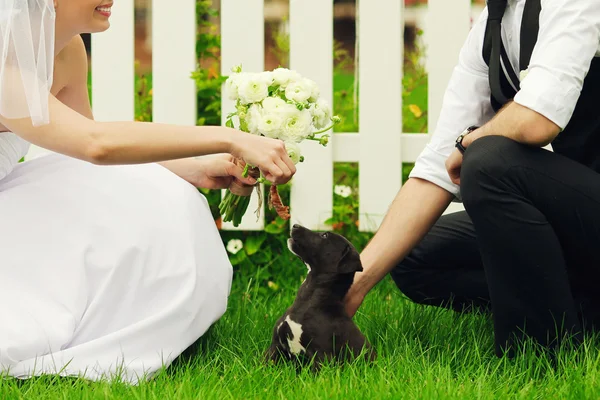 Glückliches Hochzeitspaar spielt mit kleinen schwarzen Welpen. — Stockfoto