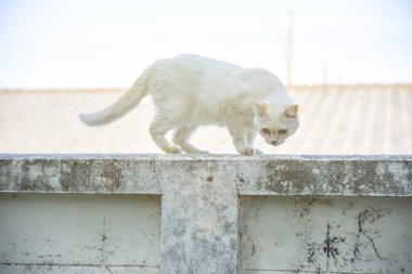 Beyaz kedi eski kirli duvarda duruyor.