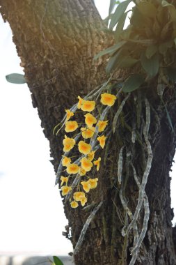 Ağaçta Dendrobium Lindleyi Steud sarı orkide