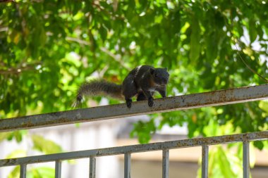 Sincap çitlere tırmanıyor ve kameraya bakıyor.