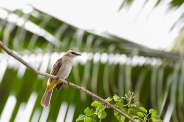 Ağaç dalında sarı havalandırmalı Bulbul kuşu