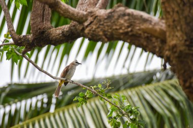 Ağaç dalında sarı havalandırmalı Bulbul kuşu