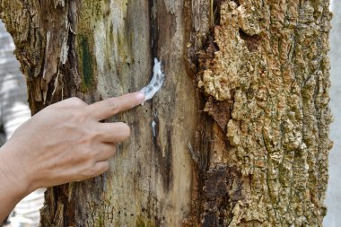 Ağaç gövdesine krem sürmüş bir el hastadır, hasta bir ağaç ve cilt bakımı konsepti