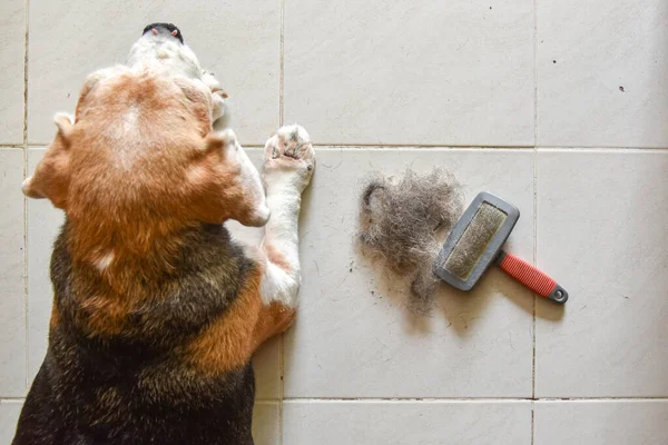 a beagle dog with Big pile of dog hair and which brush to comb out the dog on floor, Bunch of dog hair after grooming, Shedding tool, Hair combed from the dog with brush, top view