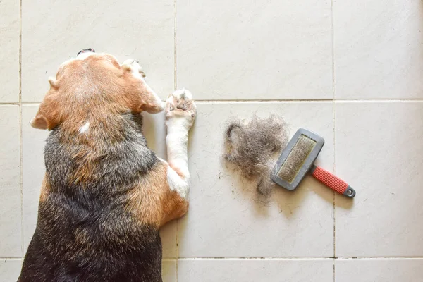 a beagle with Big pile of dog hair and which brush to comb out the dog on floor, Bunch of dog hair after grooming, Shedding tool, Hair combed from the dog with brush, top view