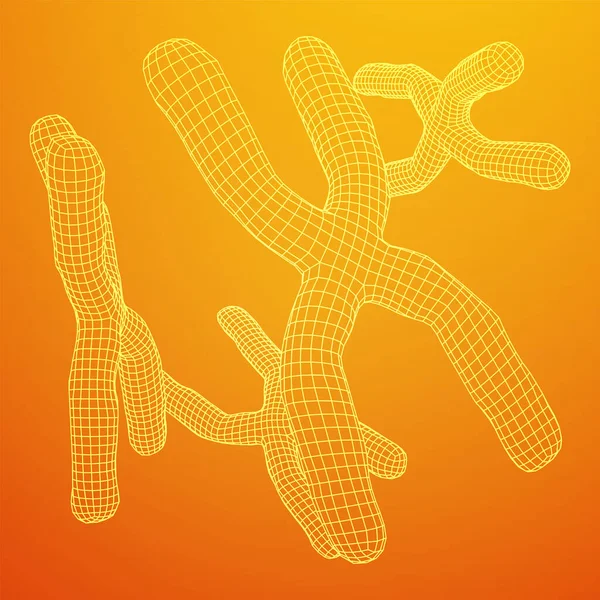 Concept Éducation Médecine Scientifique Chromosomique Illustration Vectorielle Faible Maille Poly — Image vectorielle