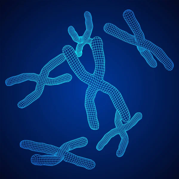 Concept Éducation Médecine Scientifique Chromosomique Illustration Vectorielle Faible Maille Poly — Image vectorielle