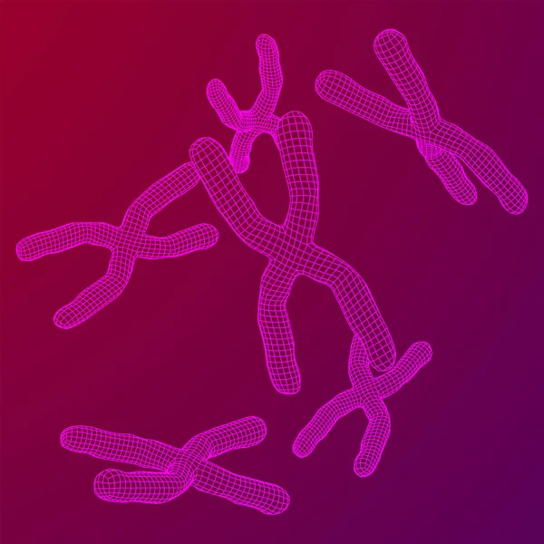 Kromosom Vetenskaplig Medicin Utbildning Koncept Wireframe Låg Poly Mesh Vektor — Stock vektor