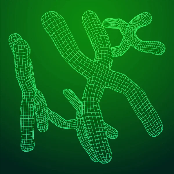 Chromosom Wissenschaftliche Medizin Ausbildungskonzept Illustration Eines Drahtgittervektors Mit Niedrigem Poly — Stockvektor