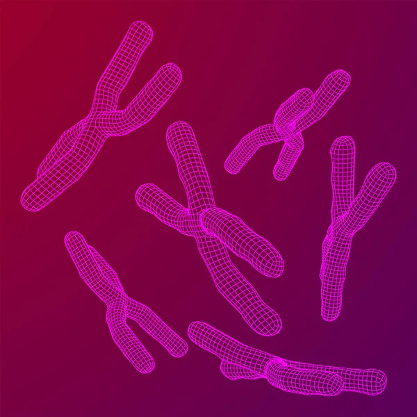 Chromosoom Wetenschappelijk Geneeskunde Onderwijs Concept Wireframe Laag Poly Mesh Vector — Stockvector