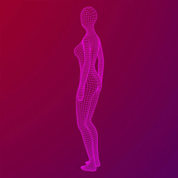 Kadın Kadın Anatomisi Vücut Biyolojisi Tıp Eğitimi Konsepti Kablo Çerçevesi — Stok Vektör
