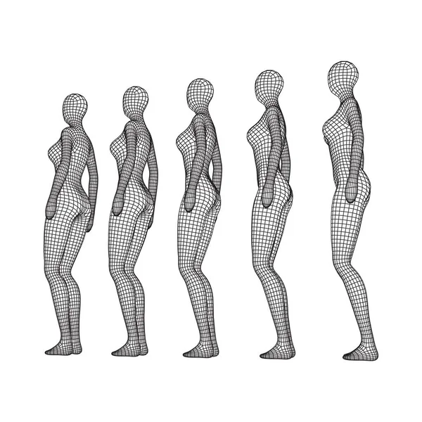 Vrouw Vrouw Rij Lichaamsbiologie Geneeskunde Onderwijs Concept Wireframe Laag Poly — Stockvector