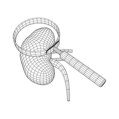 Böbrekler insan anatomisi iç organları