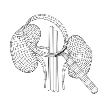 Böbrekler insan anatomisi iç organları