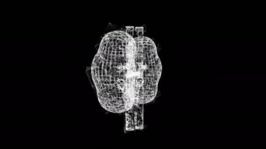 Böbrekler insan anatomisi iç organları