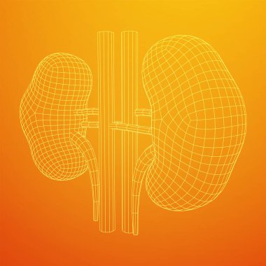 Böbrekler insan anatomisi iç organı. Tıp bilimi teknolojisi kavramı