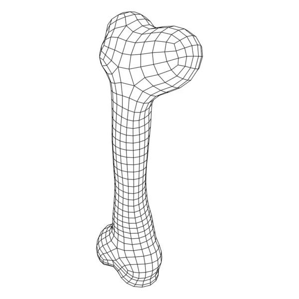 ( 영어 ) Anatomy Dog Bone object. Wreframe low poly 메시 — 스톡 벡터