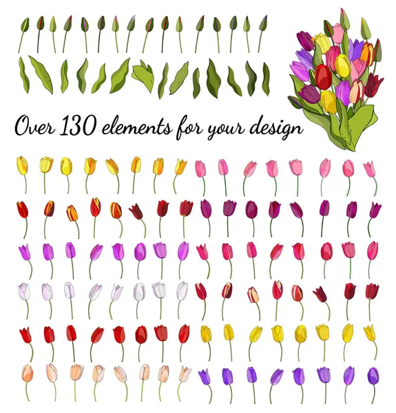 Floral Vector Set Tulips Isolated White Background Design Invitations Cards — Stock Vector