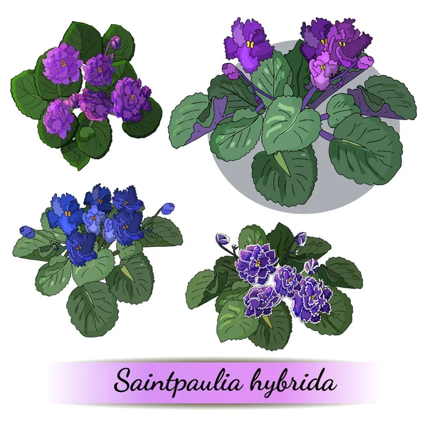 一系列开花结果的非洲紫罗兰 不同颜色的花朵在白色背景上被隔离 — 图库矢量图片